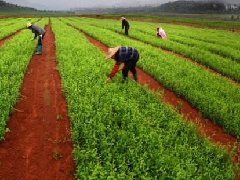 第二批國家農(nóng)村產(chǎn)業(yè)融合發(fā)展示范園開始申報（附各省分配名額）