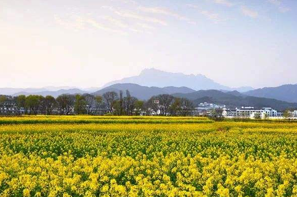 安慶潛山：突出個性特色，推動鄉村振興