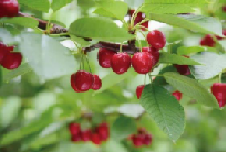 遼寧省大連瓦房店市全力推進國家現代農業產業園建設