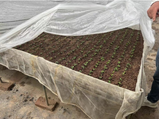 加強農(nóng)業(yè)產(chǎn)業(yè)布局規(guī)劃，民樂縣向農(nóng)業(yè)強縣進(jìn)發(fā)